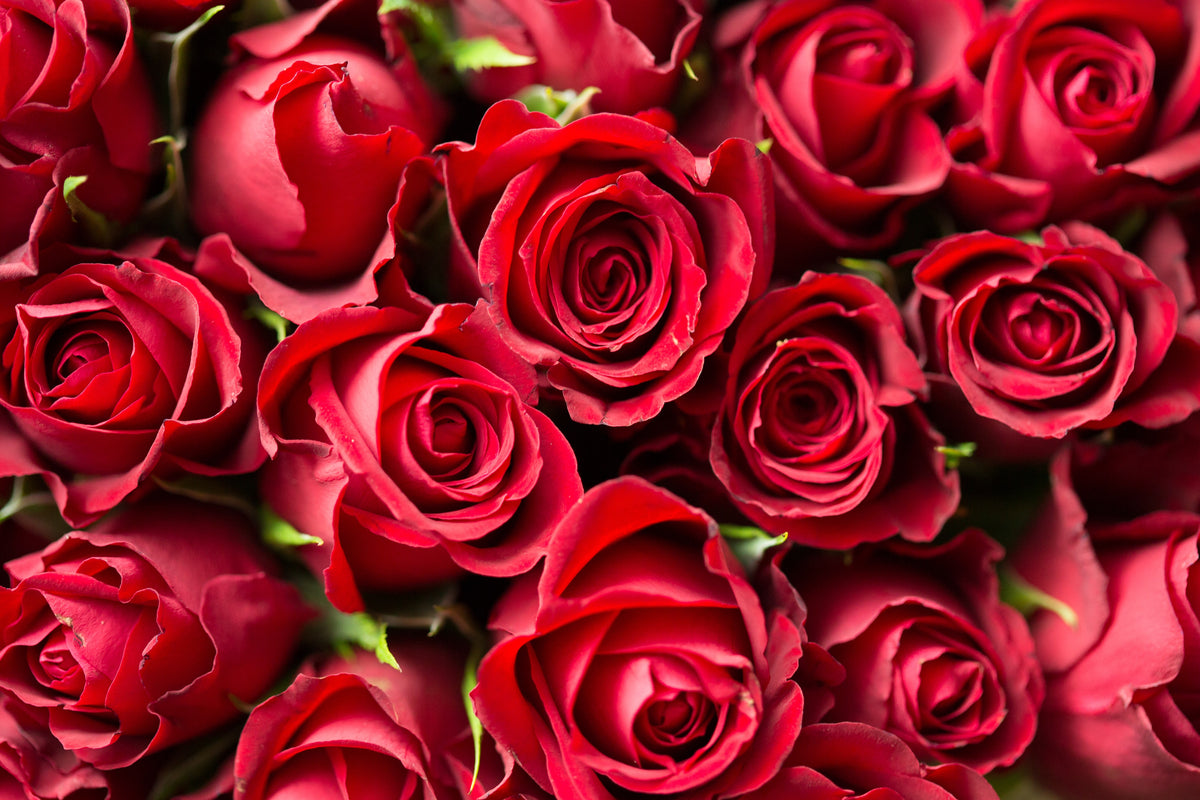 Roses to test trial